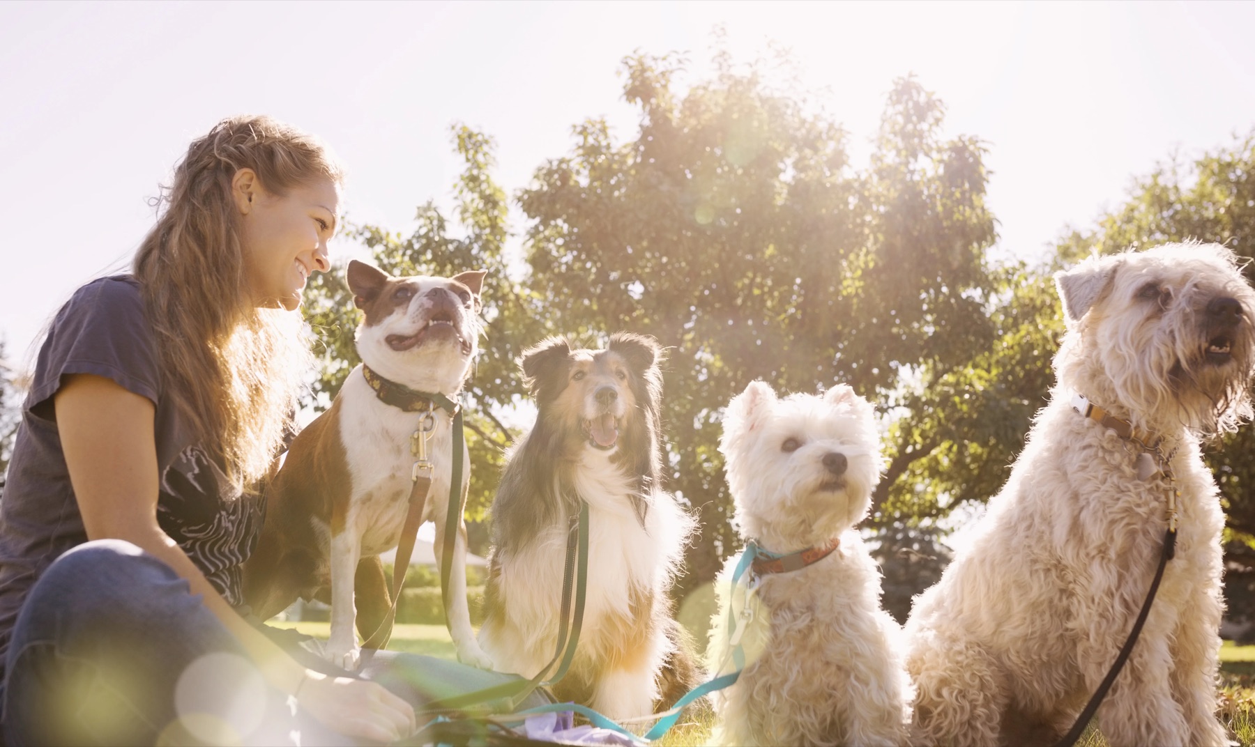 A volunteer with dogs at an adoption event