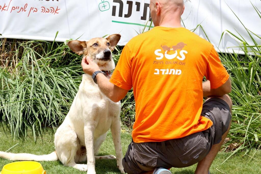 An S.O.S Pets volunteer caring for a dog